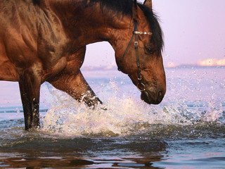 splashing bay horse in gulf from evening
