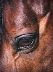 beatiful eye of the  horse closeup
