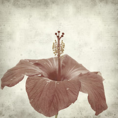 textured old paper background with red hibiscus