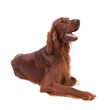 Irish Setter