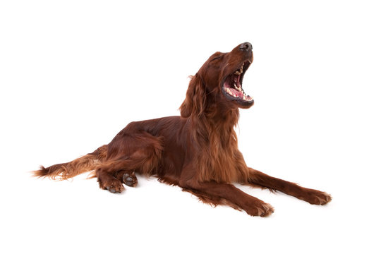Irish Setter