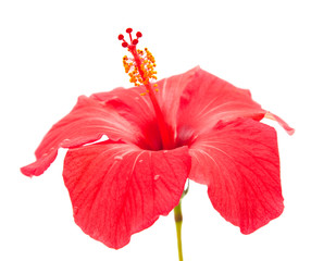 red hibiscus © Tamara Kulikova