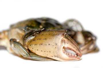 big claws of a crab