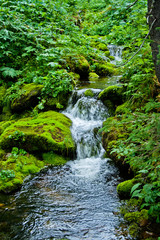 stream in forest