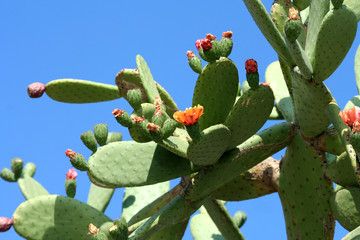 Cactus