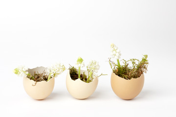 Broken eggs filled with white grape hyacinths