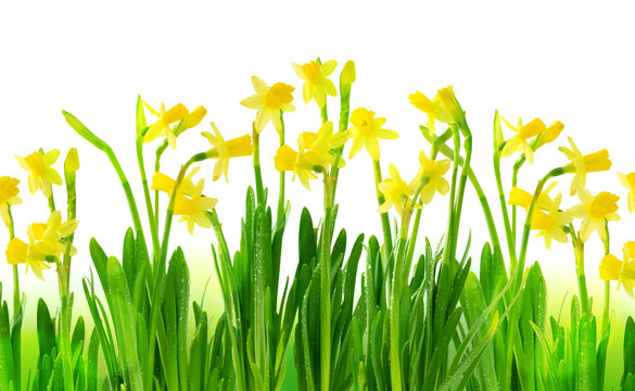 Narcissus and daffodil isolated