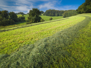 September: gemähte Wiese und Mischwald in Mitteleuropa