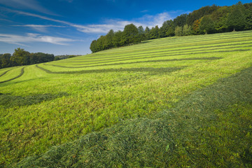 September: gemähte Wiese und Mischwald in Mitteleuropa