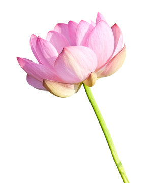 Fototapeta Isolated Lotus on the stem