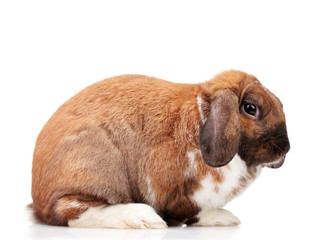 Lop-eared rabbit isolated on white