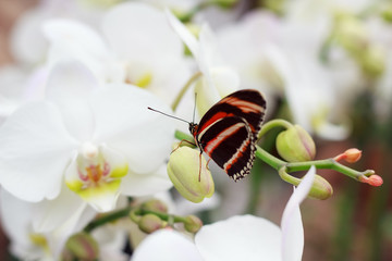 Orchid and Butterfly