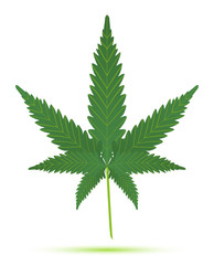 cannabis leaf isolated illustration