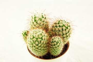 cactus isolated over white background