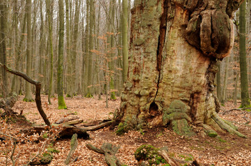 Alter Baum