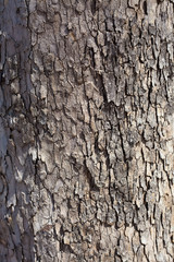 Fototapeta premium Gray Plane Tree Bark