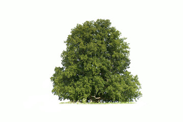 Baum - freigestellt