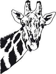 Sketch of giraffe head. Vector illustration - 39767192