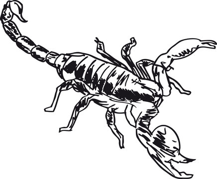 Sketch of Scorpion in combat position. Vector illustration
