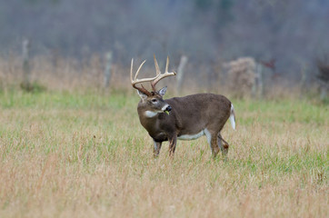 Whitetail deer buck in a foggy field