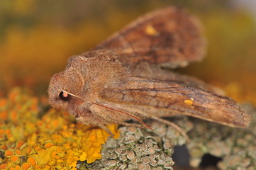 Moth - Eupsilia transversa