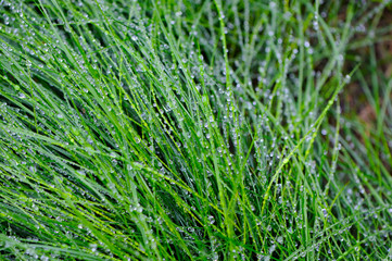 Closeup of green grass blades covered with dew