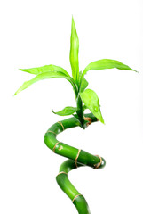 Бамбук изолировано на белом