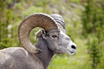 Mountain Sheep
