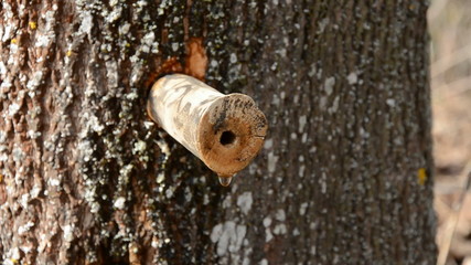 maple sap fresh drops in spring time