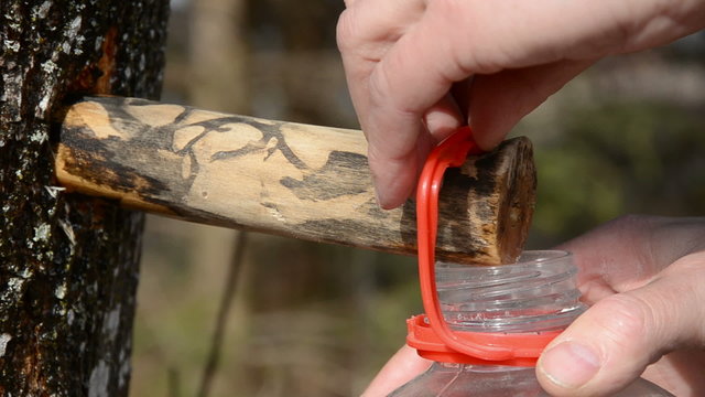 spring maple sap fresh drops and plastic bottle