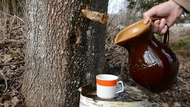 sweet and fresh  maple sap pour in the cup