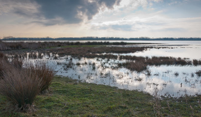 Marshy area in a Dutch nature reserve