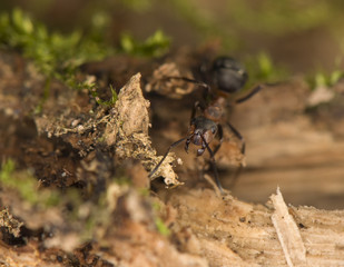 Ant - Formica
