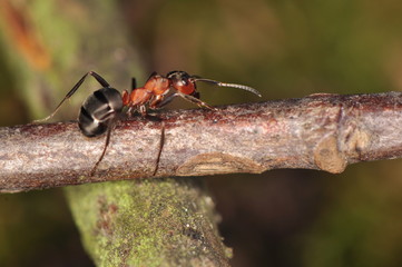 Ant - Formica