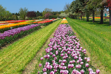 Field of Tulips