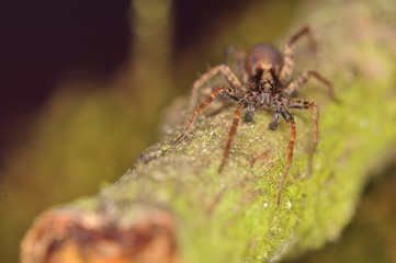 Spider - Pardosa