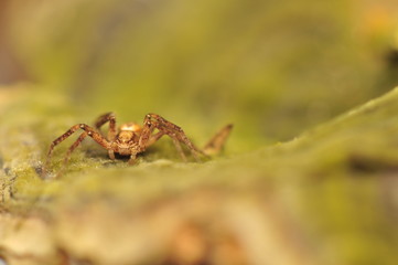Small spider