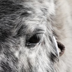Auge eine Ponys, Detail