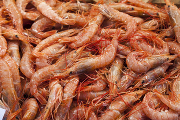 shrimps (Parapenaeus longirostris)