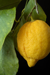 Lemon with leaves.