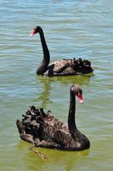 Obraz premium Wildlife and Animals - Black Swan