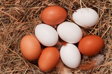 Eggs in nest