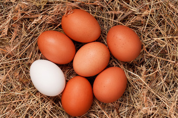 Eggs in nest