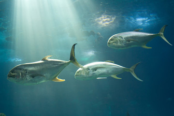 Obraz na płótnie Canvas Fishes in Lisbon Oceanarium