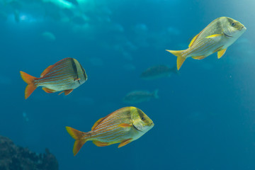 Fishes in Lisbon Oceanarium
