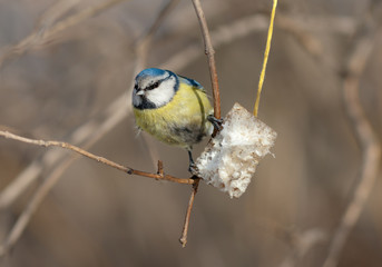 bluetit and fat