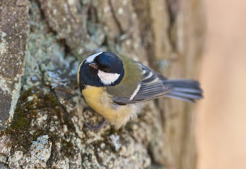 Titmouse