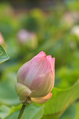 lotus flower blossom