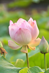 Fototapeta premium lotus flower blossom