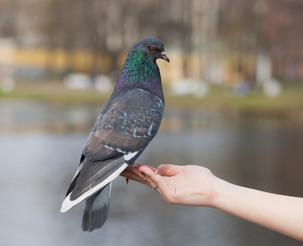 pigeon on hand